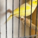 Mature canaries