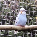 Young budgies