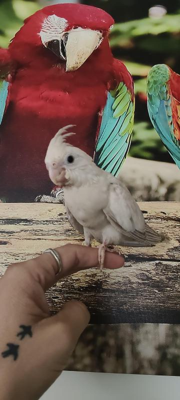 Baby cockatiels