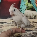 Baby cockatiels