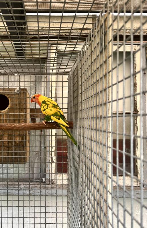 DF pied male