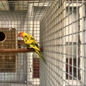 DF pied male