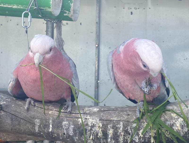 Breeding pair galahs