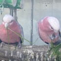 Breeding pair galahs