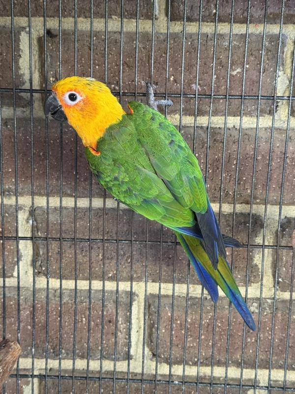 Conure males