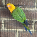 Conure males