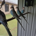 Young Blue Princess Parrots visually sexed