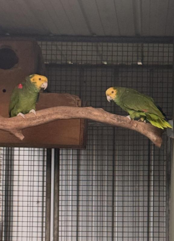 Double yellow headed Amazon pair