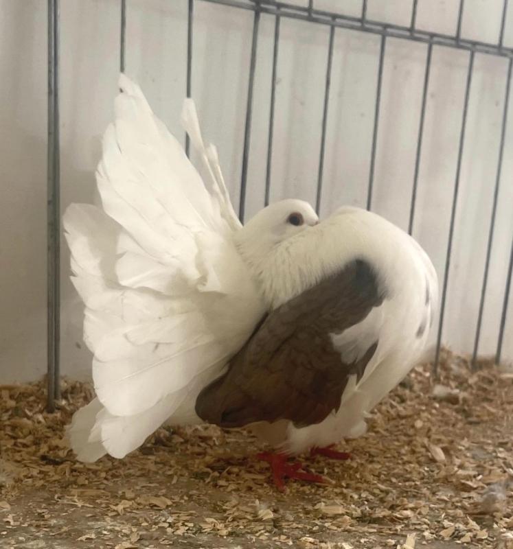 Fantail Pigeons