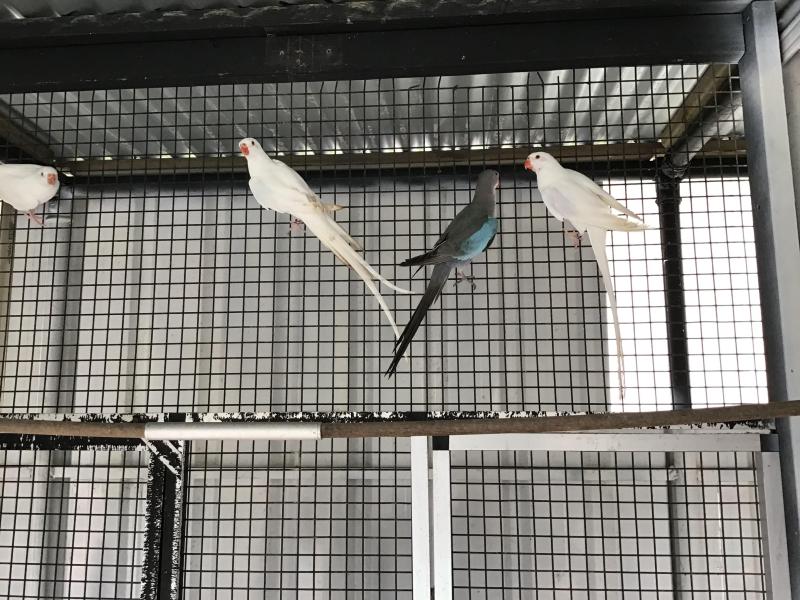 Blue split lime princess cock