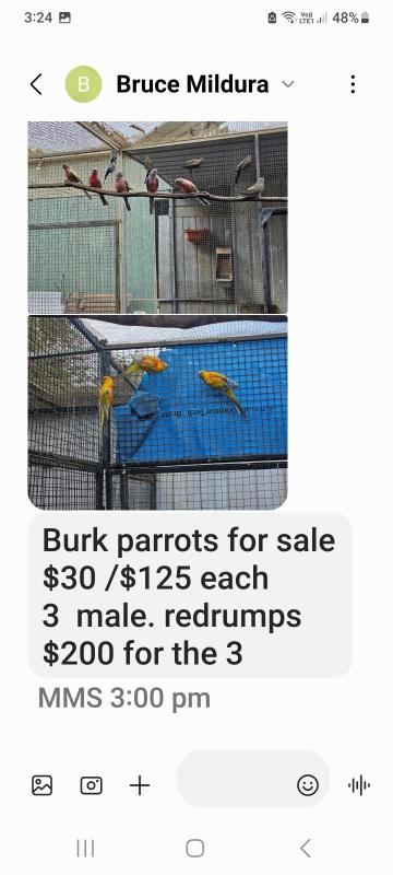 Parrots for sale