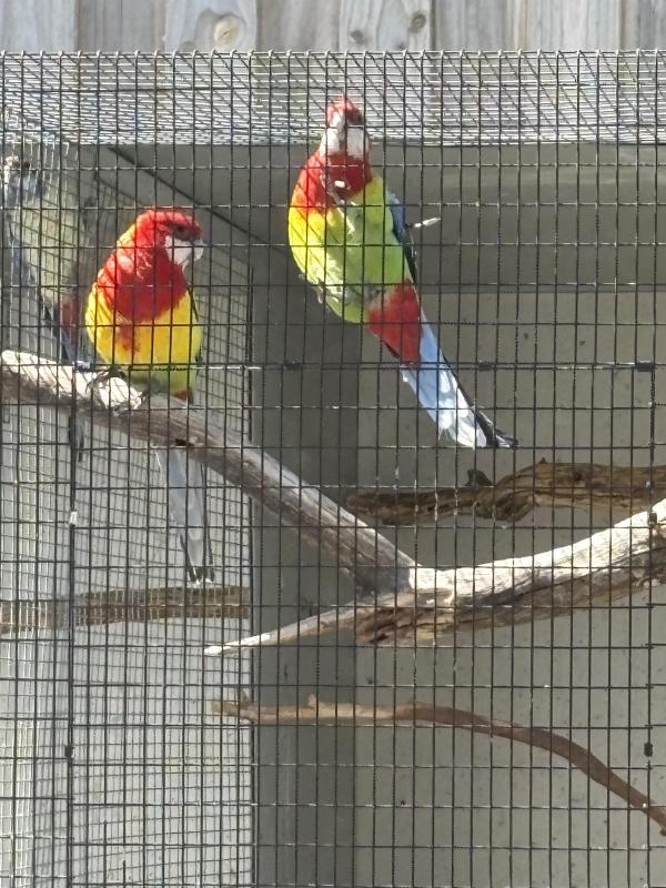 Eastern Rosella proven pair