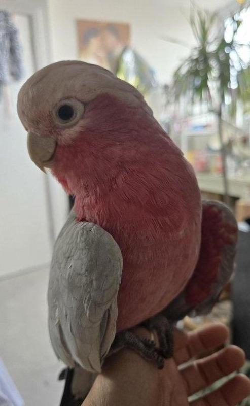 Hand Raised Galah Talking Cock.