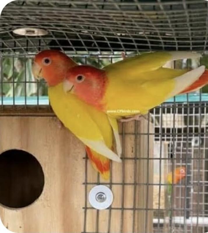 Various Birds Wanted