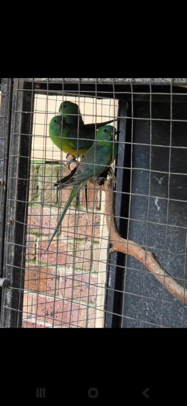 Grass parrot