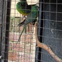Grass parrot