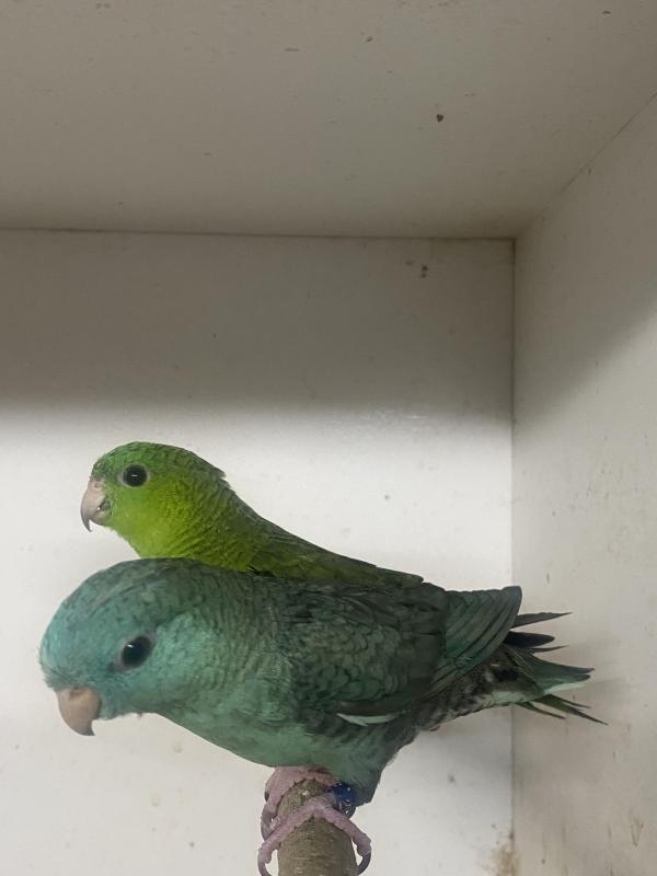 Going to Wollongong Bird sale Lineolated Parrots
