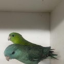 Going to Wollongong Bird sale Lineolated Parrots