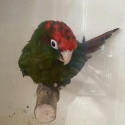 Conures