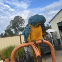 A hand raised male blue and gold macaw
