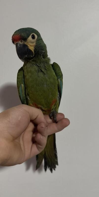 Hand raised illiger macaw