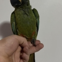 Hand raised illiger macaw