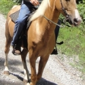 Golden Palomino Tennessee Walking Horse 15.2H. 7yo