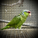 Lilac-crowned Amazon (Amazona finschi)