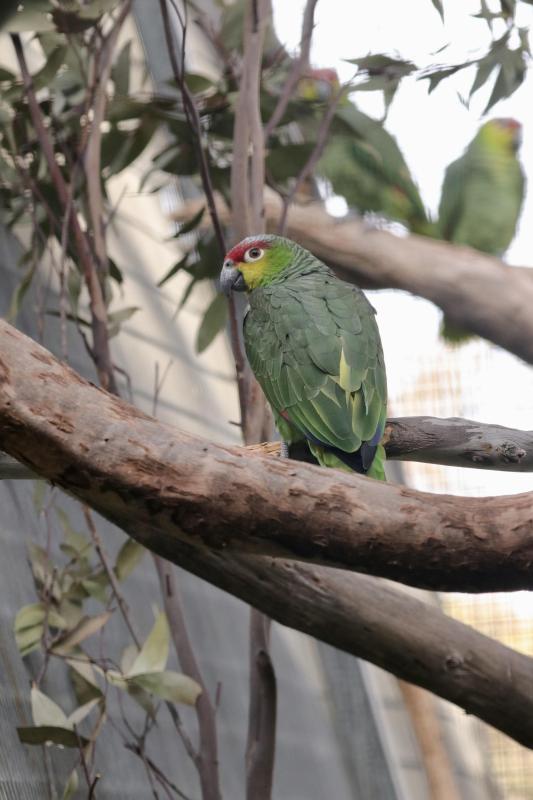Lilacine Amazon (Amazona lilacina)