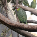 Lilacine Amazon (Amazona lilacina)