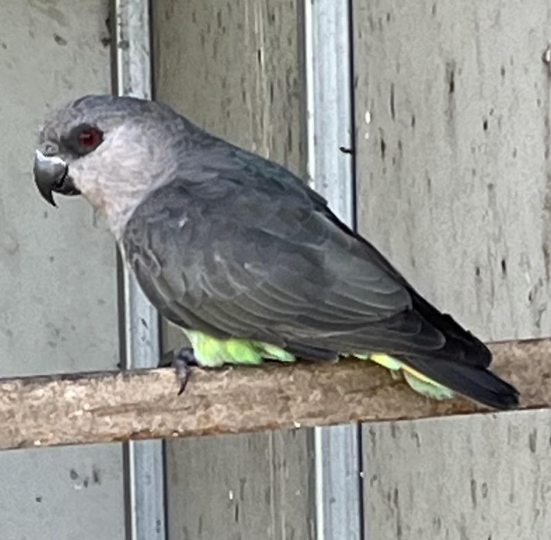 Red Bellied Parrot