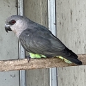 Red Bellied Parrot