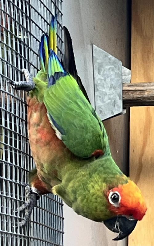 Gold Capped Conure