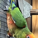 Gold Capped Conure