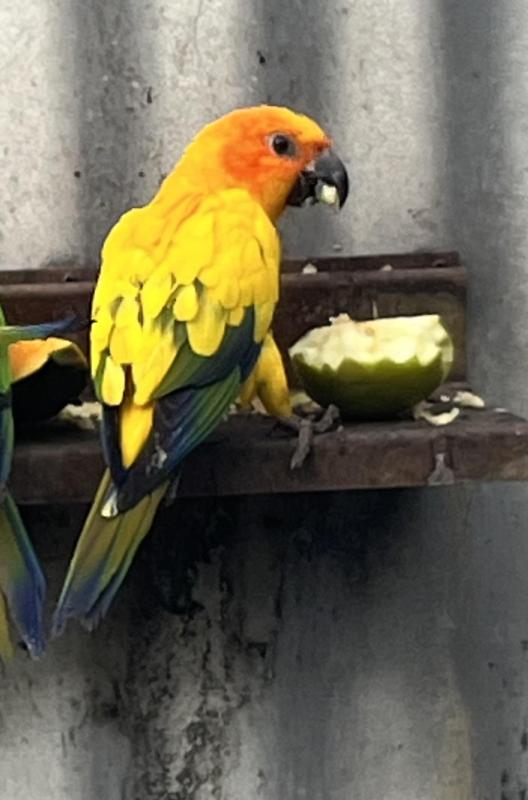 Sun Conure Parrot Pied Male