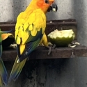 Sun Conure Parrot Pied Male