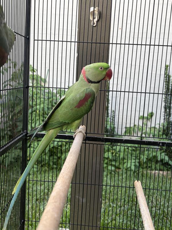 Split lutino Alexandrine Cock bird