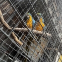 Macaws