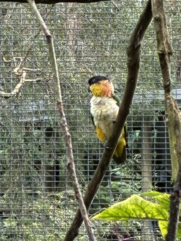 Black headed caique