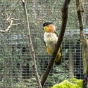 Black headed caique