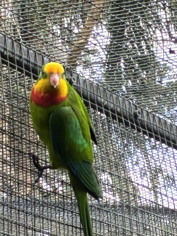 Superb parrot