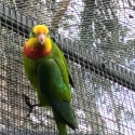 Superb parrot