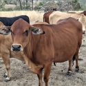 Cows with Calves & Heifers For Sale