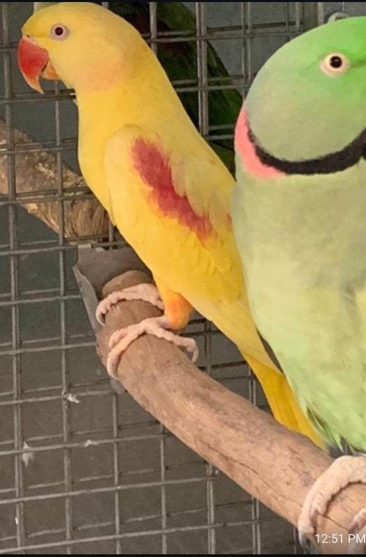Lost lutino alexandrine