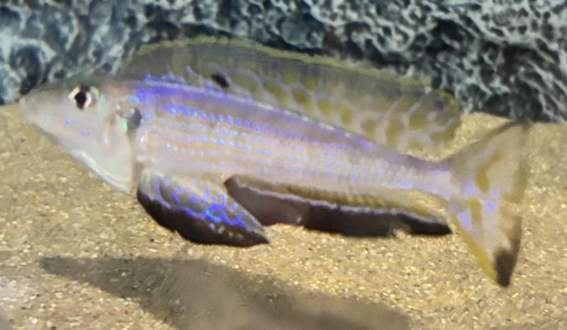 NSW cichlid society monthly meeting