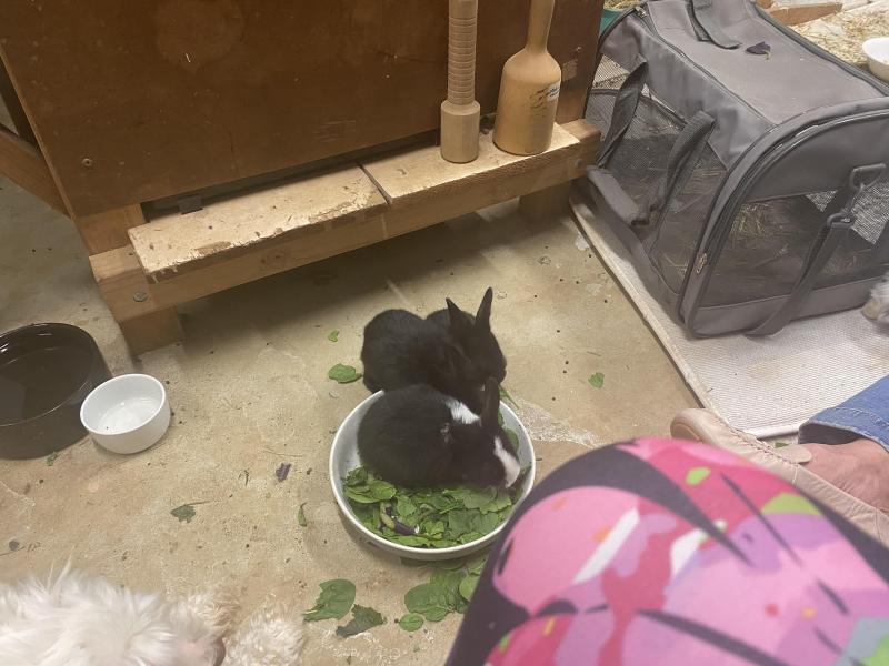 Interest in baby rabbits