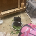 Interest in baby rabbits
