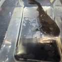 Gulper catfish