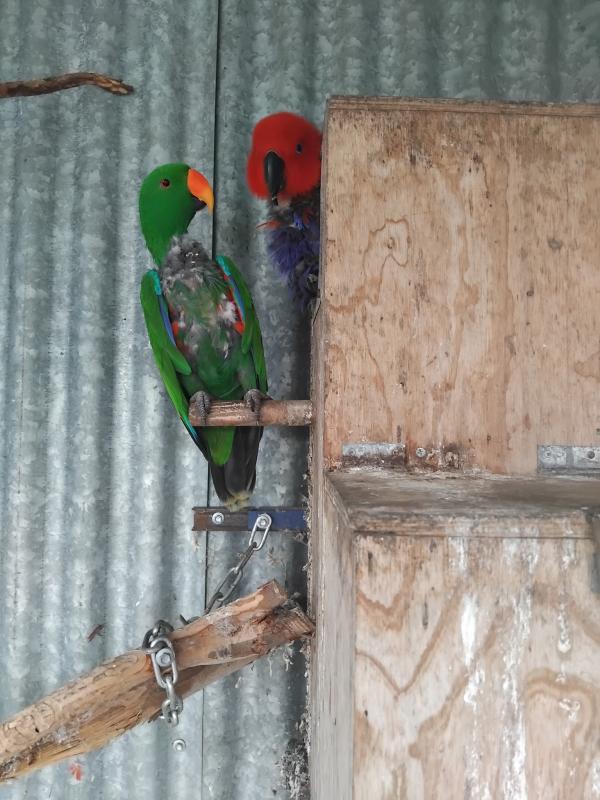 Best breeding pair electus parrots