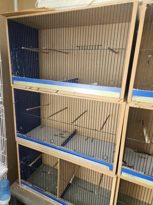 Canary breeding cabinets $30